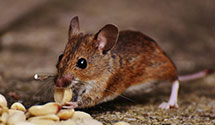 24 Hour & Emergency Exterminators in Sunnyvale, CA